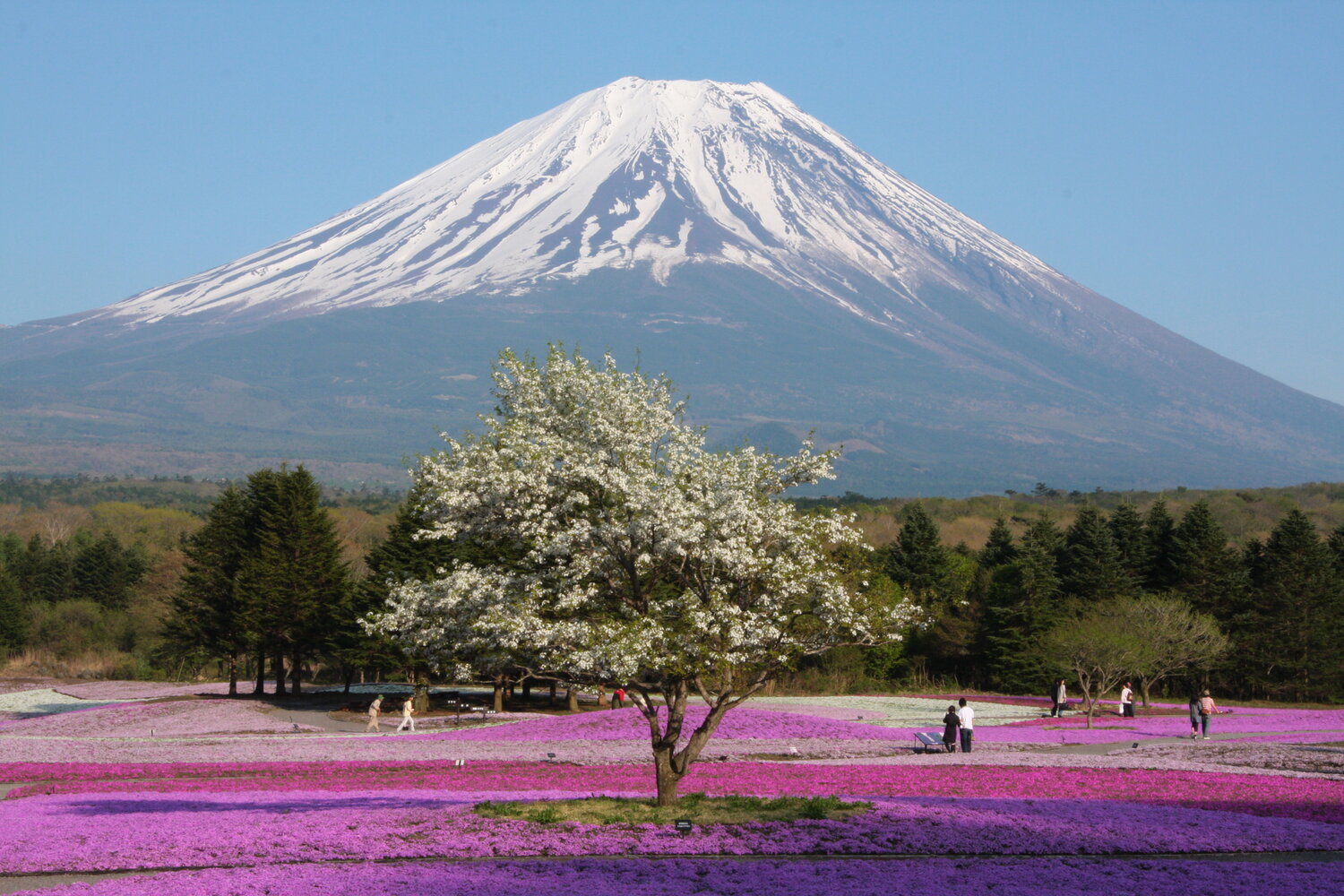 Things to Do in Shizuoka Prefecture: Top Attractions & Activities