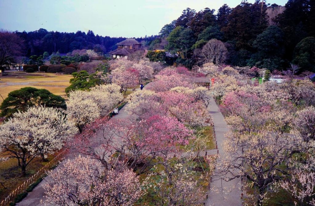 Things to Do in Ibaraki: Top Attractions and Activities